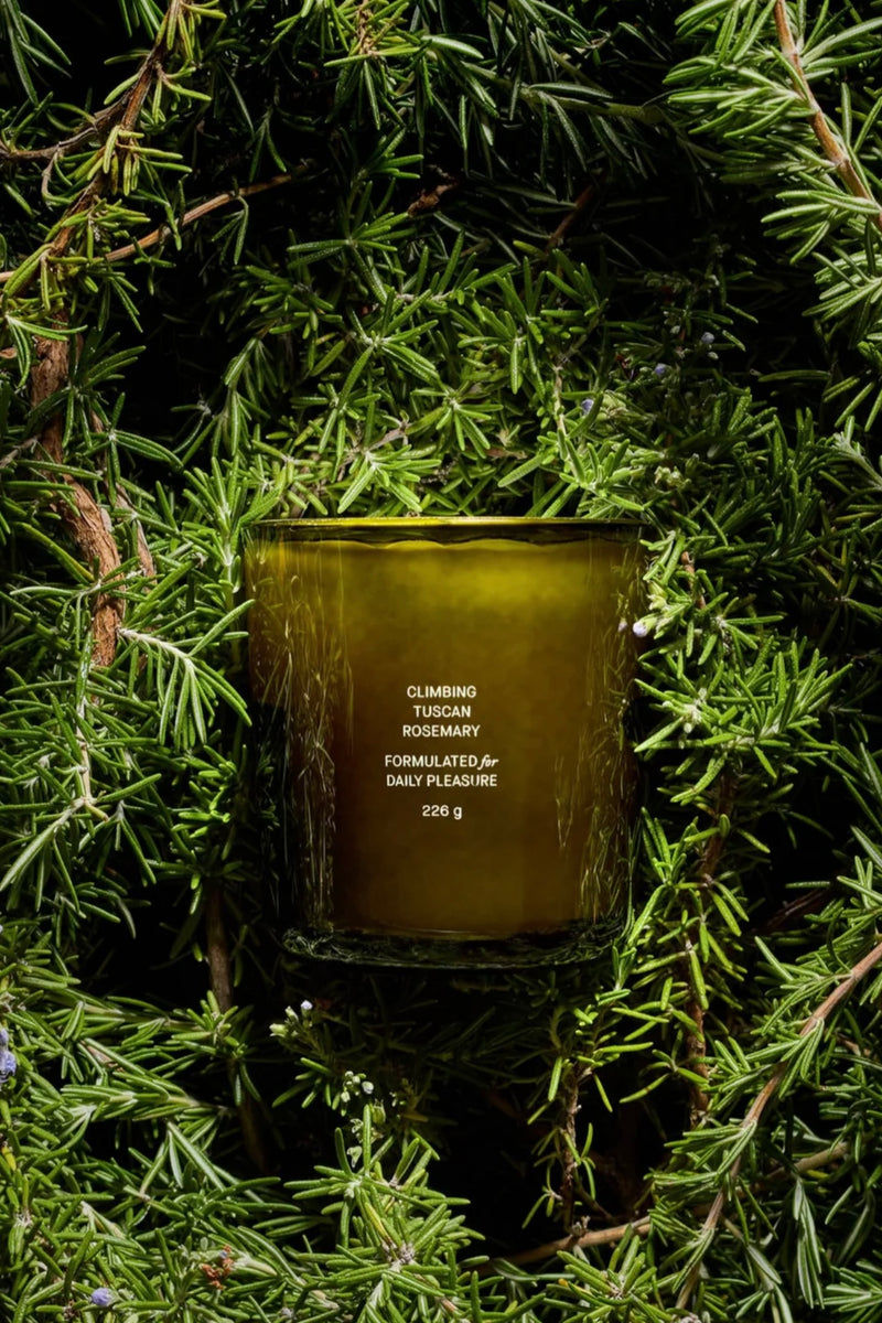 Ancient Olive Tree Candle